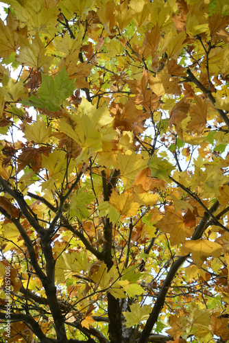 yellowed leaves of trees on autumn