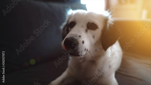 Wallpaper Mural Sweet dalmatian dog portrait in home. Pet is looking camera, adorable cute black and white mammal.  Torontodigital.ca