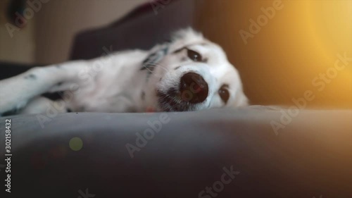 Sweet dalmatian dog, pet is sleepy, tired. Relaxing home animal portrait. Canine, adorable white dog. 