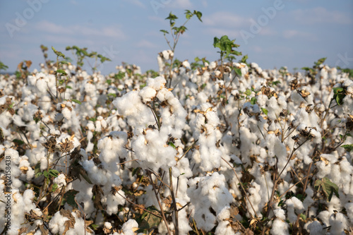 White cotton field in picking season