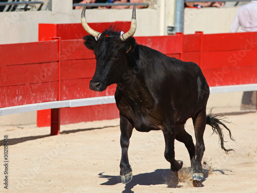 Tableau sur toile Taureau noir de Camargue dans les arènes lors de la feria pour la course camarguaise