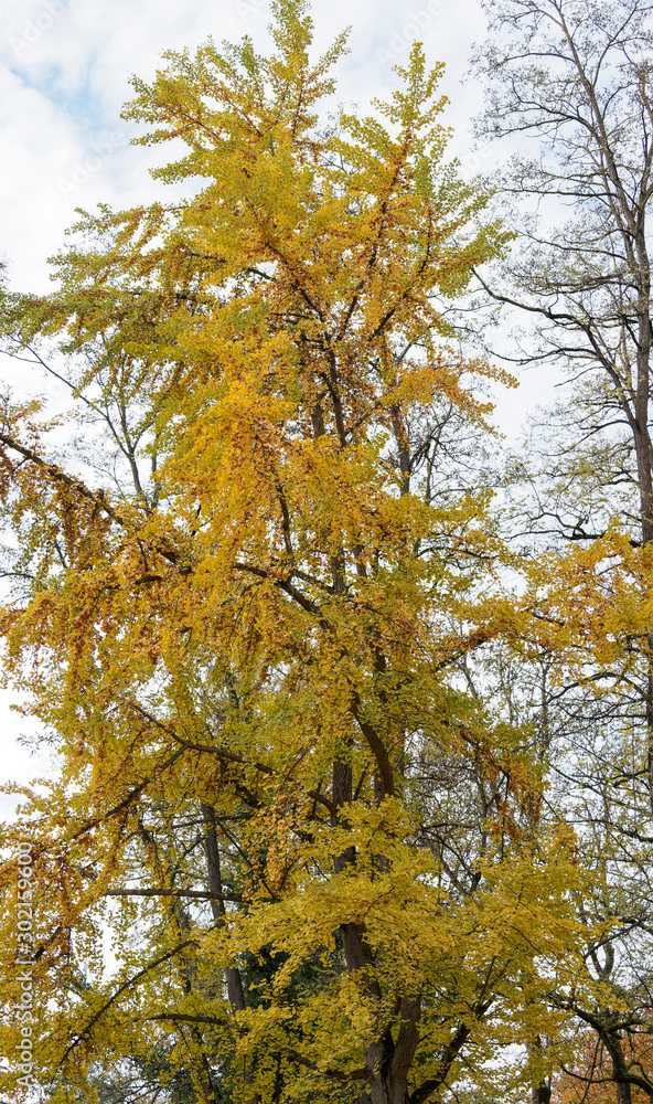 (Ginkgo biloba) Branches et feuillages du Ginkgo aux couleur d'automne, grand arbre d'ornement ou Arbre aux quarante écus (Ginkgo biloba) Branches et feuillages du Ginkgo aux couleur d'automne, grand arbre d'ornement ou Arbre aux quarante écus