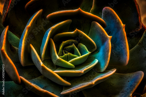 detailed photo of cactus flower