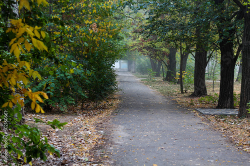 autumn foggy park