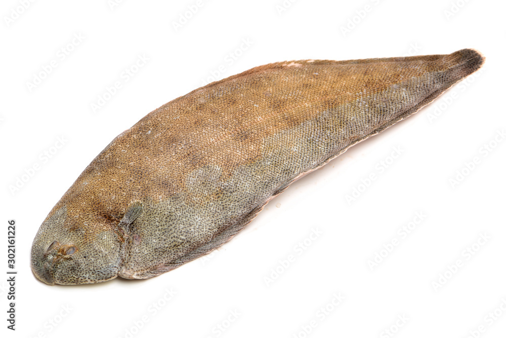 Sole fish on white background Sole fish on white background