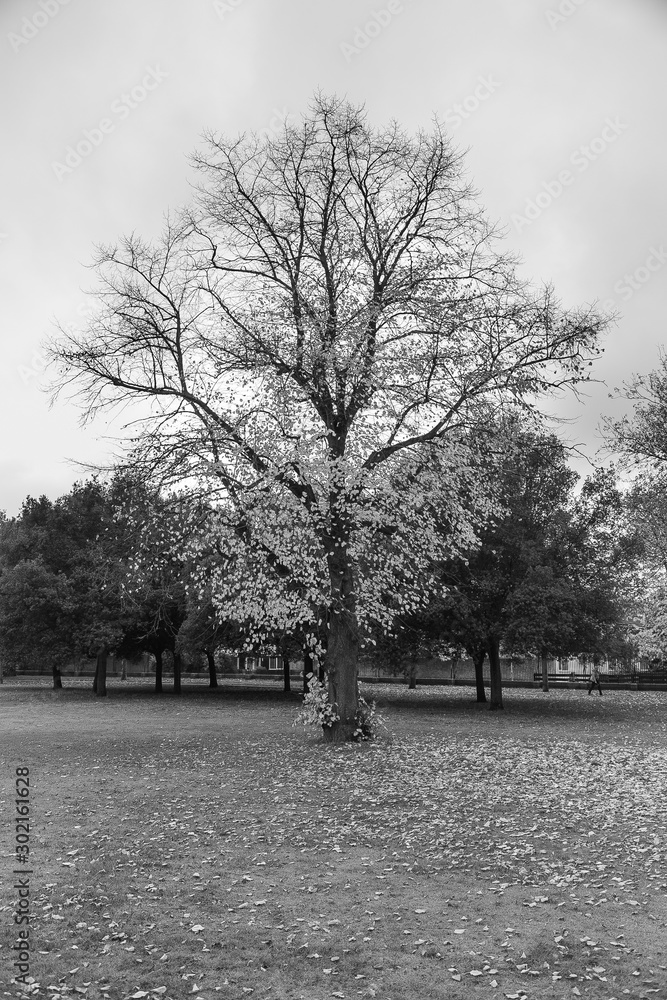 Naklejka premium Arvore P&B