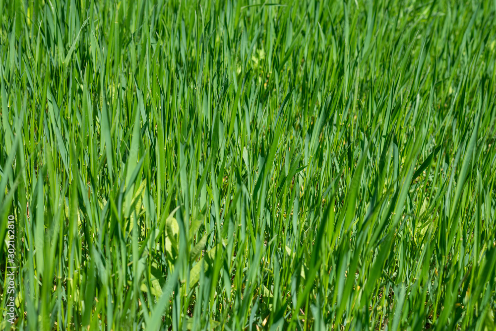 Fresh green grass as background. Selective focus with shallow depth of field. Fresh green grass as background. Selective focus with shallow depth of field.