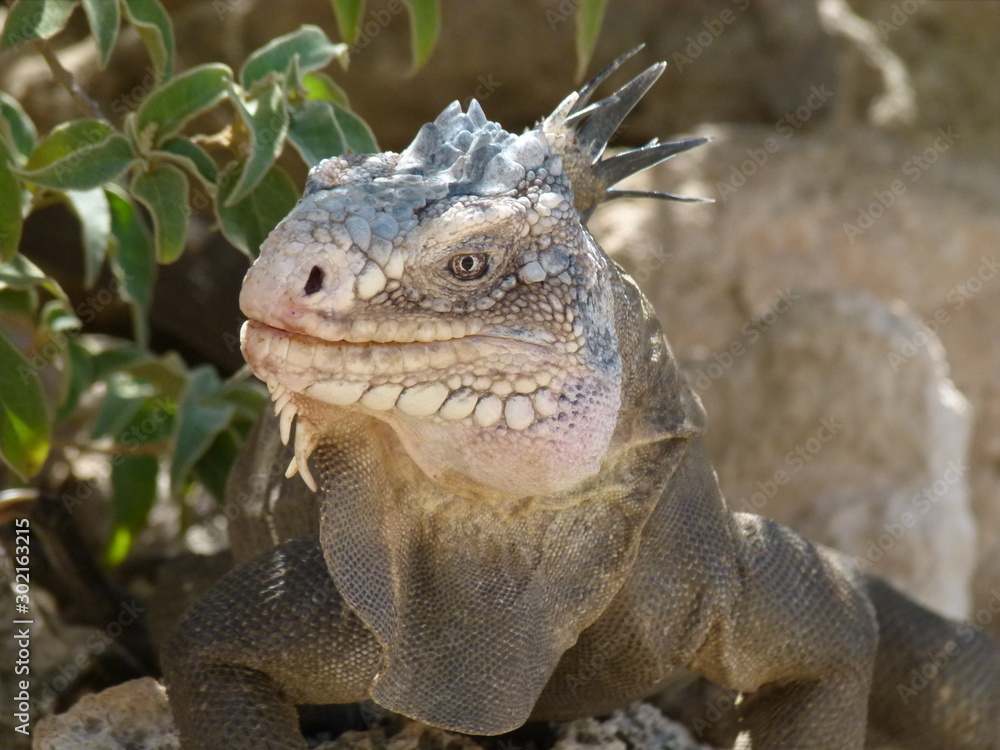 Fototapeta premium Iguane 6