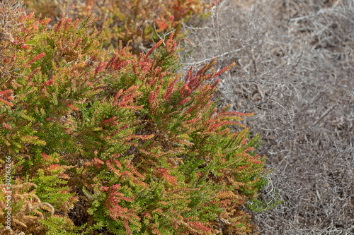 Close up of spontaneous plant Suaeda vermiculata. photo