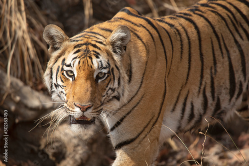 Baras  Royal Bengal tiger  Panthera tigris  Pench Tiger Reserve  Maharashtra  India