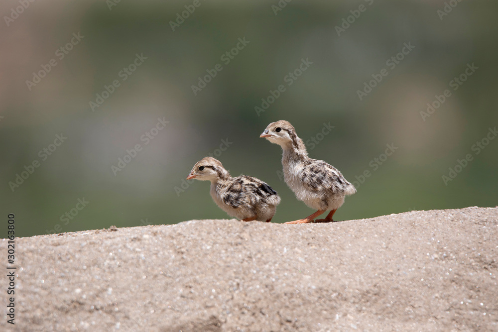 Chukar partridge hatchlings, Alectoris chukar, Leh, Jammu and Kashmir, India Chukar partridge hatchlings, Alectoris chukar, Leh, Jammu and Kashmir, India