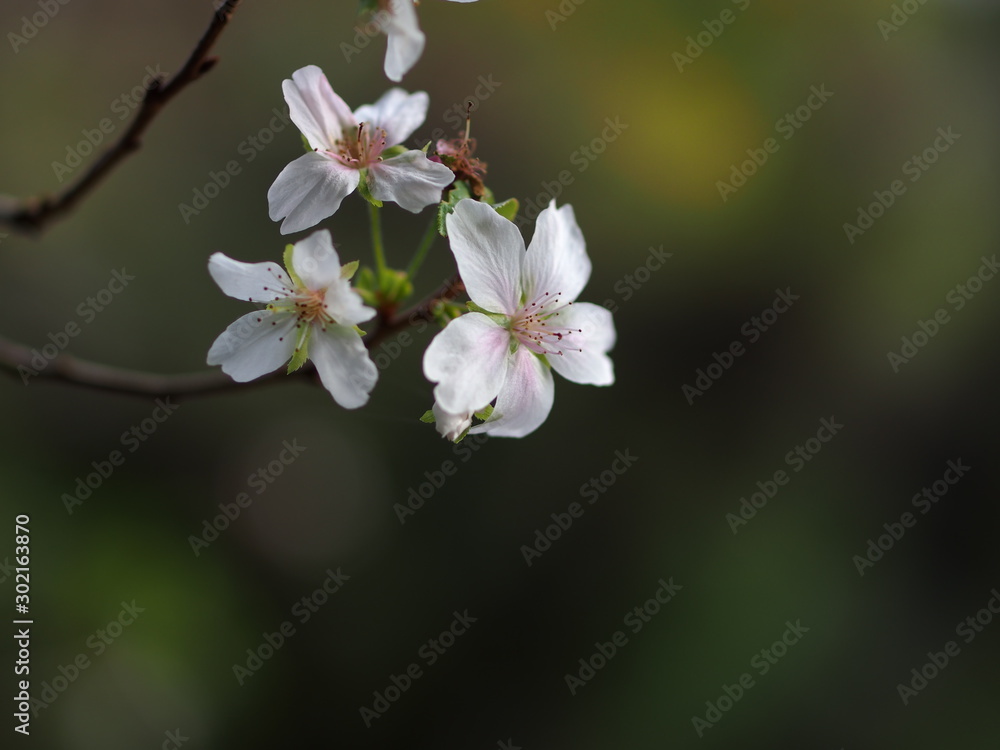 四季桜の花のアップ 四季桜の花のアップ