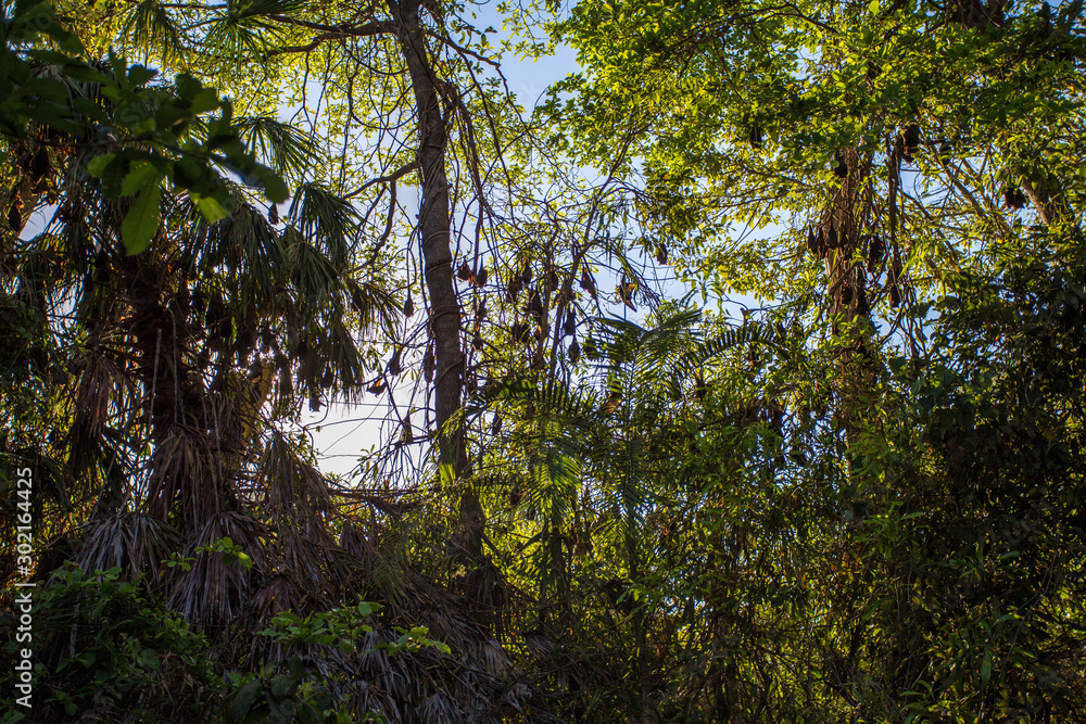 Obraz premium Wald im Sonnenlicht
