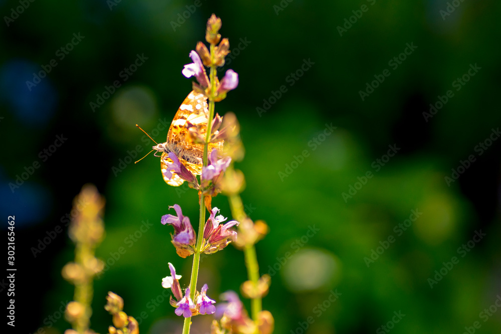 Red Admiral butterfly on a sage flower Red Admiral butterfly on a sage flower