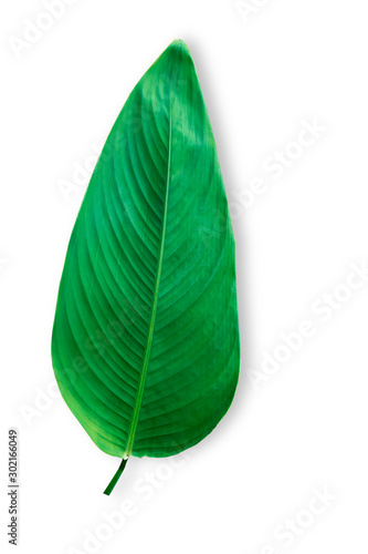 Fresh green leaves with natural background  with beautiful smooth leaves for wallpapers.on white background