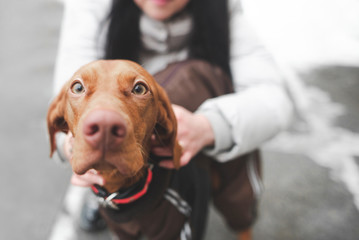 Close-up photo of a cute dog breeds a magyar vizsla, and a woman who holds a pet at the background. Focus on the dog's eyes. Copyspace