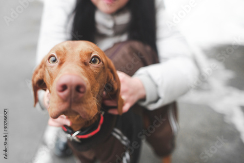 Close-up photo of a cute dog breeds a magyar vizsla, and a woman who holds a pet at the background. Focus on the dog's eyes. Copyspace