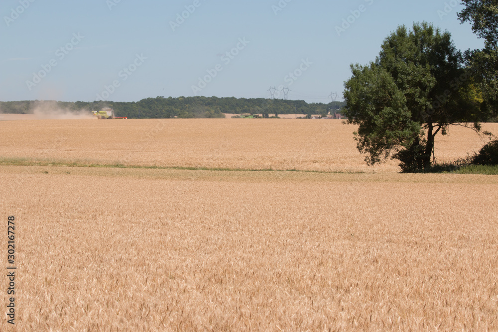 champ de blé et arbres