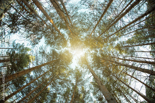 Photography Treetops of pine trees. Fisheye photo.