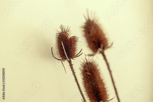 Dried autumn flowers bouquet at home close up