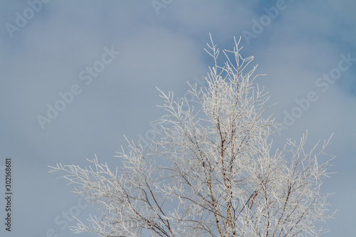 A frosty tree top against the blue winter sky © puteli