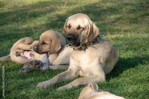 dog photo in natural environment © klazing