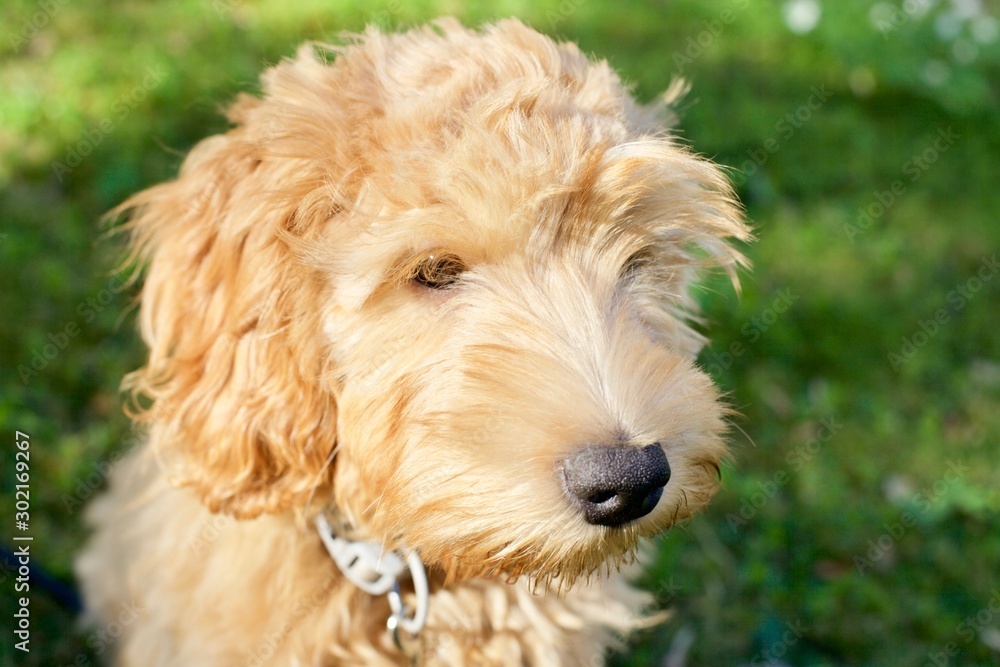 Adorable red labradoodle puppy dog