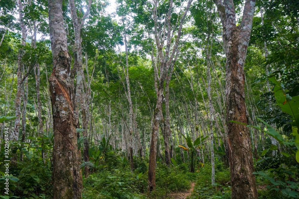 Fototapeta premium Rubber plantation, rubber forest photography from southern Thailand 