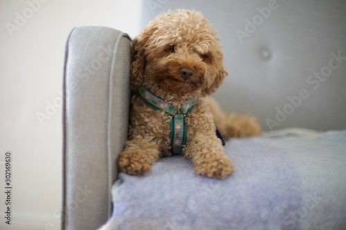 Cute fluffy red toy poodle at home © Clarity