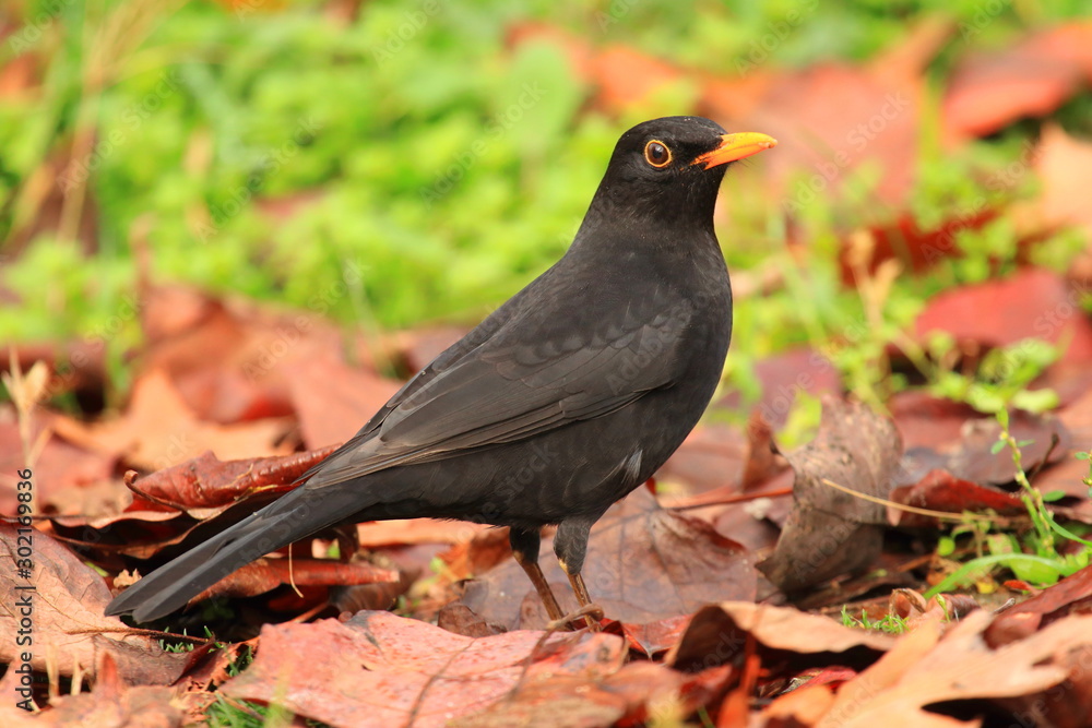 Common blackbird on the ground with fall leaves Common blackbird on the ground with fall leaves