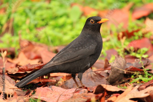 Common blackbird on the ground with fall leaves © Simun Ascic