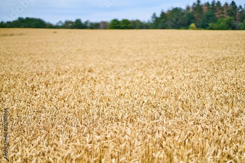yellow field of wheat