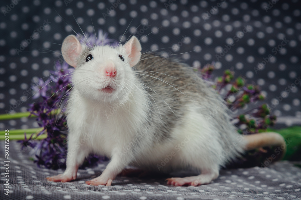 Rat color husky with fresh flowers on the background of white polka dots. Chinese New Year symbol Rat color husky with fresh flowers on the background of white polka dots. Chinese New Year symbol