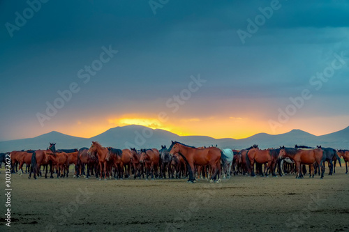 wild horses running in the plain