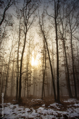 Mist in the woods © erika8213