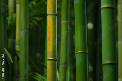 Bambou en faisceau serr   dans une for  t sombre et humide d Asie.