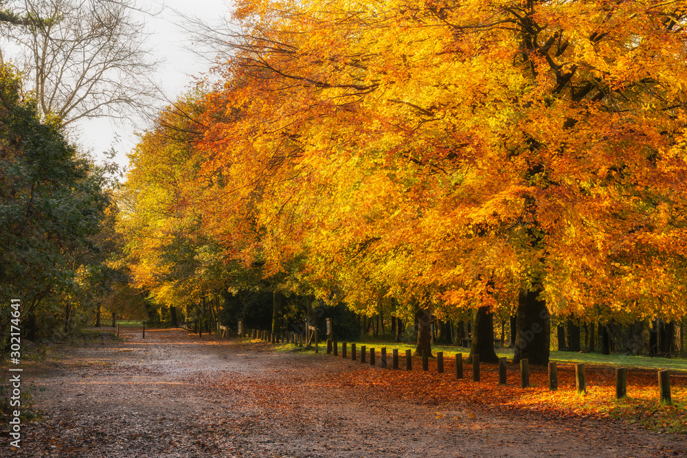 Stunning Autumn Fall colorful vibrant woodland landscape