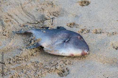 A dead Trigger Fish washed ashore on a sandy Cornish beach