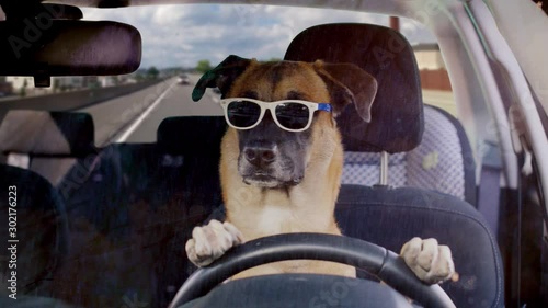 Dog driving a car on a highway wearing funny sunglasses on a sunny day photo