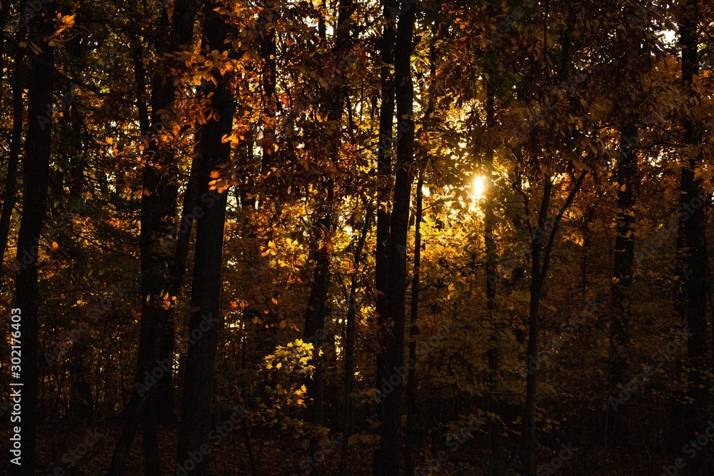 Obraz premium autumn in the forest