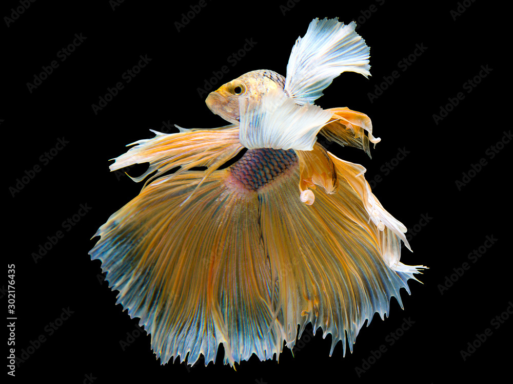 Rhythmic of Betta fish, Siamese fighting fish, Betta splendens Pla-kad Thai, popular aquarium fish. Big ears dumbo Golden yellow half moon long tail Betta Fighting isolated on black background. Rhythmic of Betta fish, Siamese fighting fish, Betta splendens Pla-kad Thai, popular aquarium fish. Big ears dumbo Golden yellow half moon long tail Betta Fighting isolated on black background.