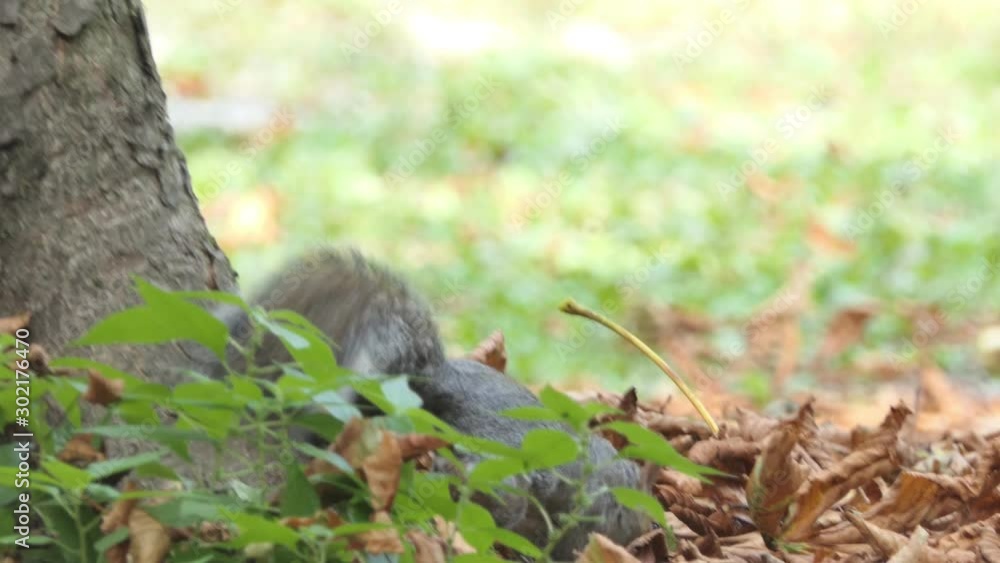 gray squirrel walks in the woods in search of food, finds an acorn and eats it gray squirrel walks in the woods in search of food, finds an acorn and eats it