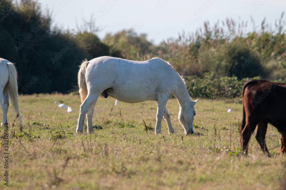 cheval camargue dans champ