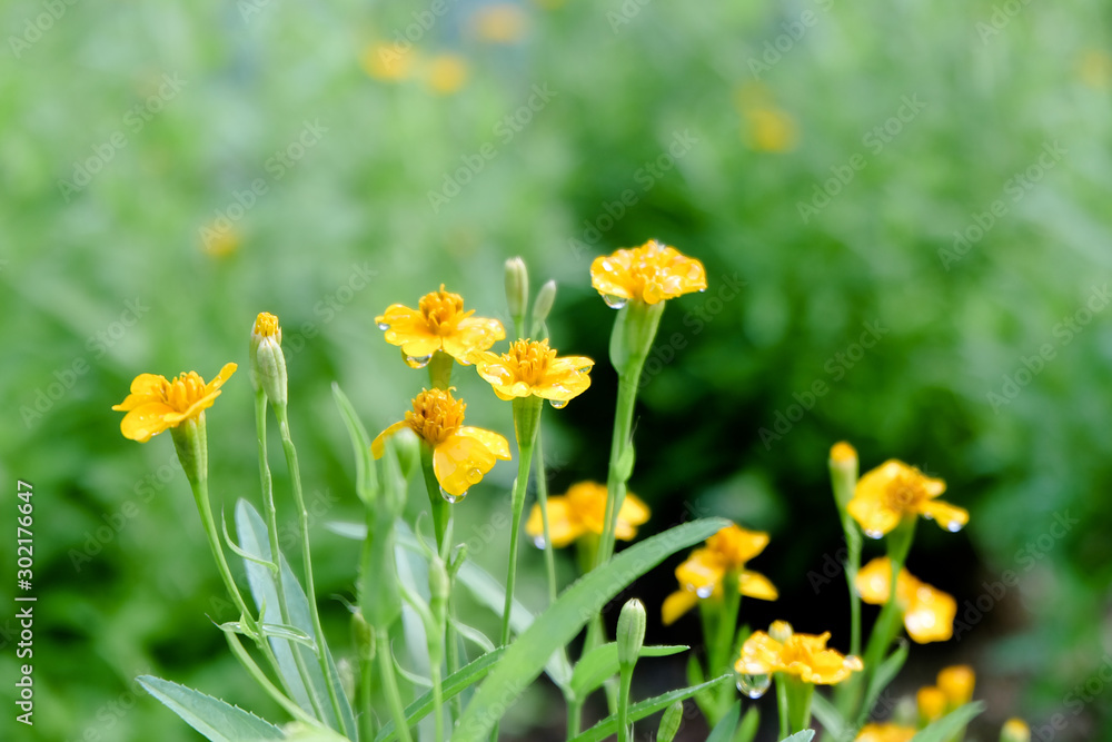 Yellow daisy wild flower on green field