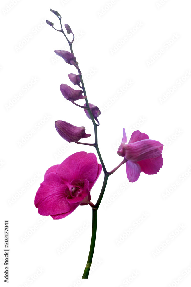 Bouquet of orchids or pink and purple separated on a white backdrop.