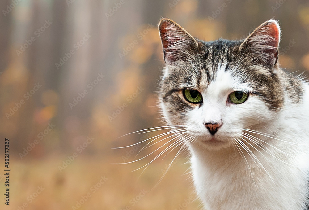 A cute and grey cat sits on ground in autumn forest and looking straight to camera