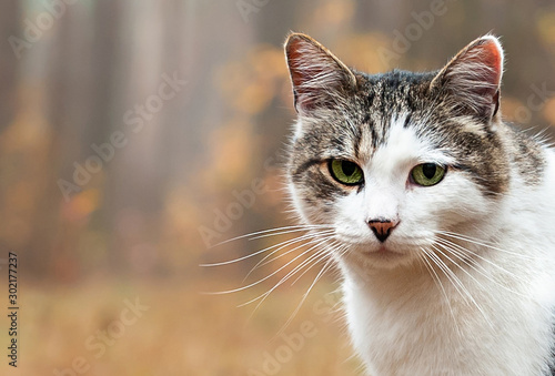 A cute and grey cat sits on ground in autumn forest and looking straight to camera