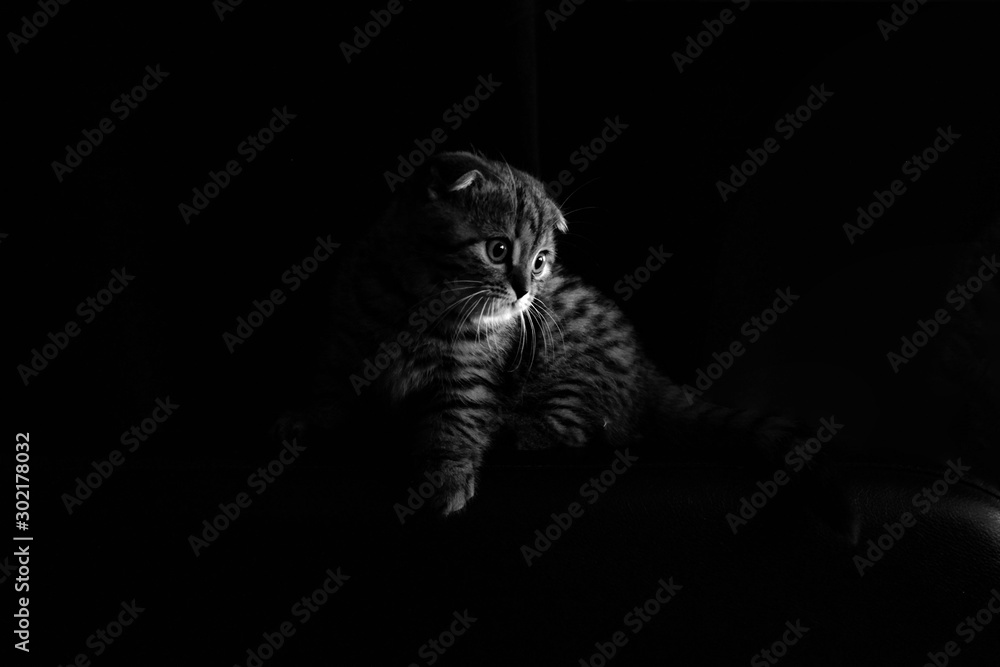 kitten kitten