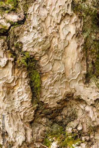 arved texture of Crimean pine bark with streaks of moss, closeup, vertical orientation photo