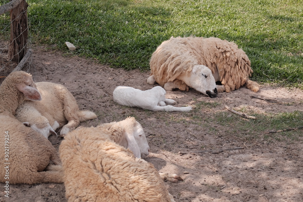 Cute sheep in farm thailand,sakon nakhon travel Cute sheep in farm thailand,sakon nakhon travel